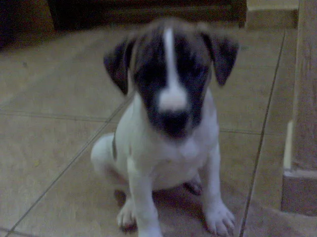 Cachorro ra a SRD idade Abaixo de 2 meses nome FILHOTES