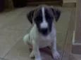 FILHOTES