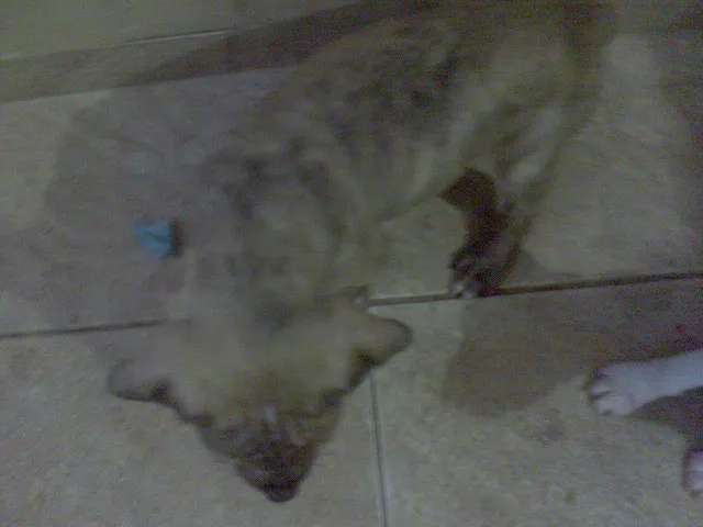 Cachorro ra a SRD idade Abaixo de 2 meses nome FILHOTES