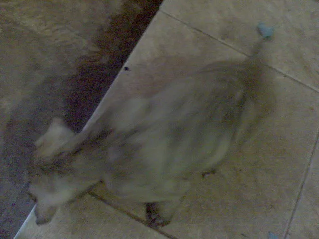 Cachorro ra a SRD idade Abaixo de 2 meses nome FILHOTES