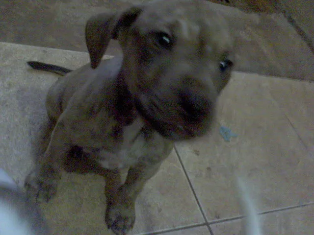 Cachorro ra a SRD idade Abaixo de 2 meses nome FILHOTES