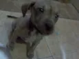 FILHOTES