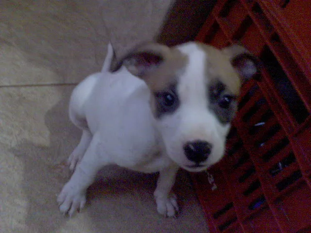 Cachorro ra a SRD idade Abaixo de 2 meses nome FILHOTES