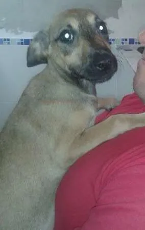 Cachorro raça SRD idade 2 a 6 meses nome Dinho