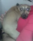 Dinho