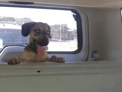Cachorro ra a SRD idade 2 a 6 meses nome Dinho