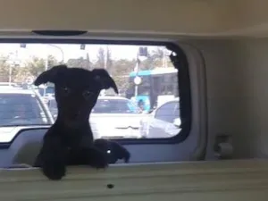 Cachorro raça SRD idade 2 a 6 meses nome Feliz