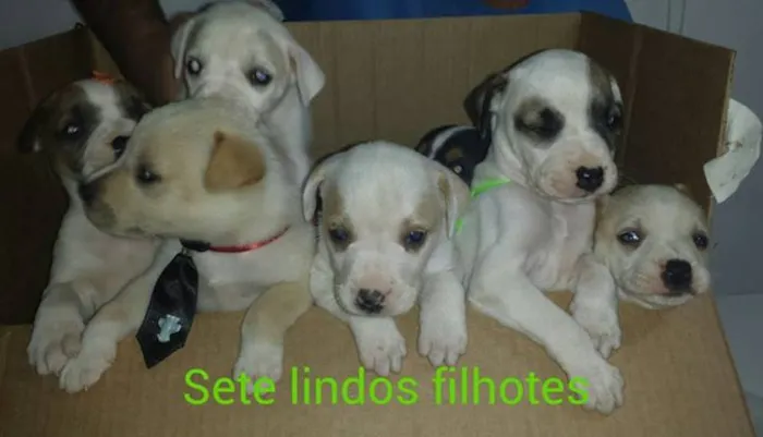 Cachorro ra a SRD idade  nome Vários Filhotes