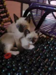Lindos Gatinhos