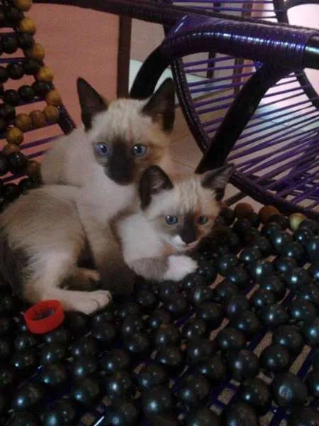 Gato ra a Siamês idade  nome Lindos Gatinhos
