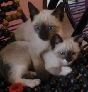 Gato raça Siamês idade  nome Lindos Gatinhos