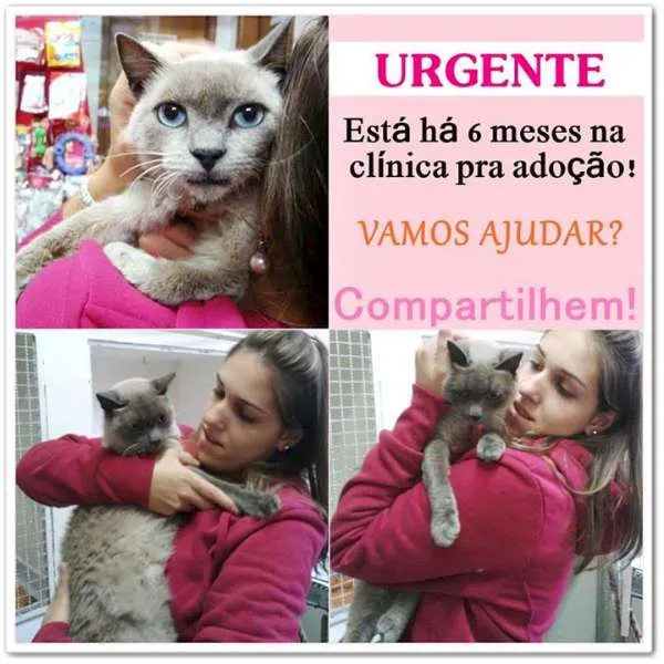 Gato ra a Siamês idade  nome Mag