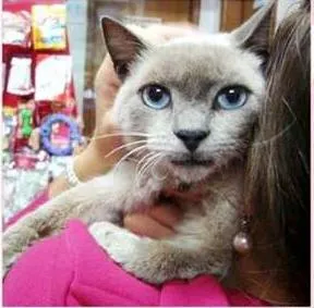 Gato ra a Siamês idade  nome Mag