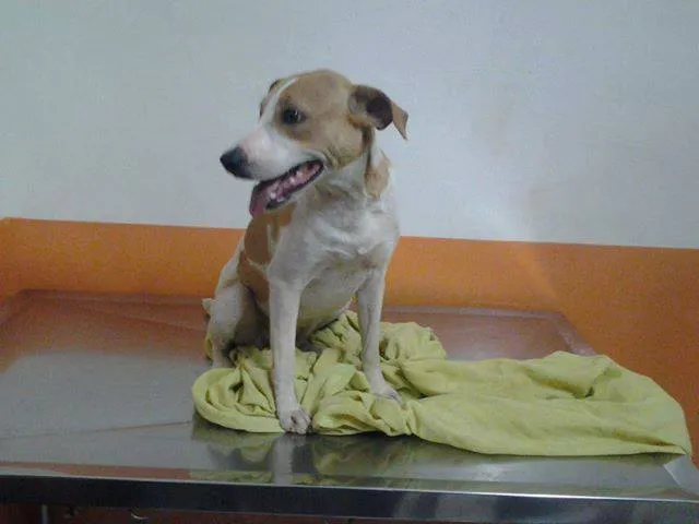 Cachorro ra a SRD idade  nome Cadelinha