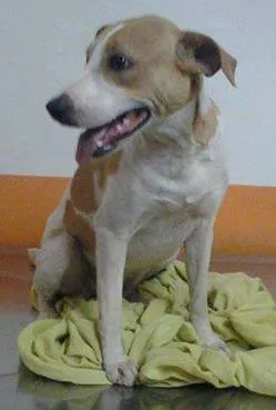 Cachorro ra a SRD idade  nome Cadelinha