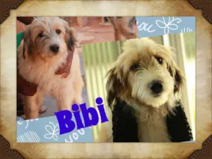 Cachorro raça SRD idade 7 a 11 meses nome BIBI