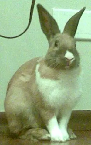 Gato raça Holandês idade 2 a 6 meses nome Bento