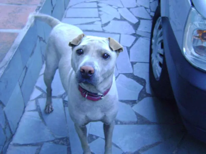 Cachorro raça Mestiça de Sharpey idade 3 anos nome Mel