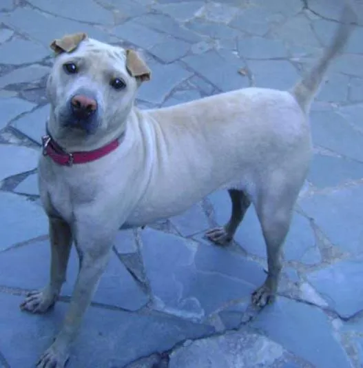 Cachorro raça Mestiça de Sharpey idade 3 anos nome Mel