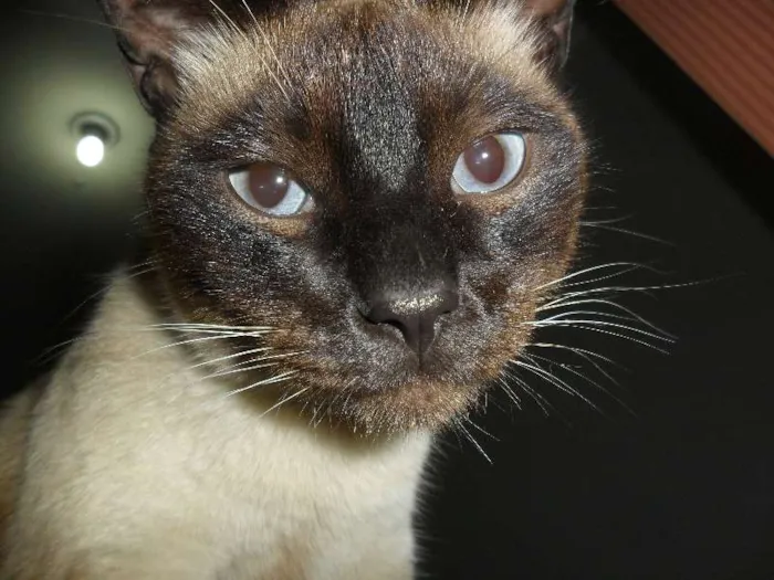 Gato ra a Siamês idade 3 anos nome Tom