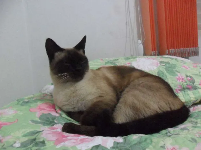 Gato ra a Siamês idade 3 anos nome Tom