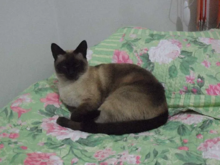 Gato ra a Siamês idade 3 anos nome Tom