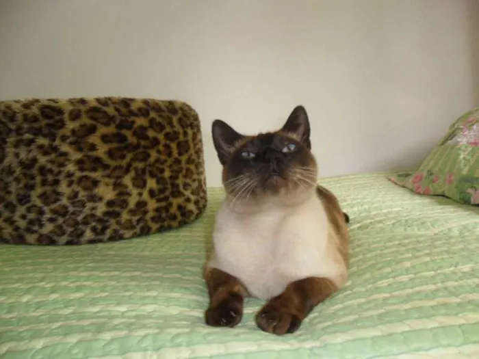 Gato ra a Siamês idade 3 anos nome Tom