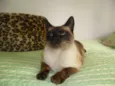 Tom