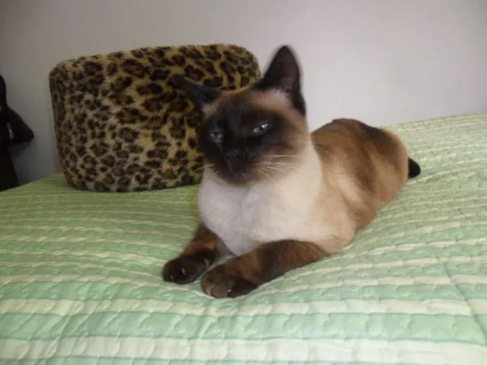 Gato ra a Siamês idade 3 anos nome Tom