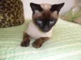 Tom