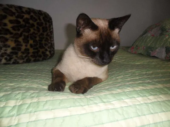 Gato ra a Siamês idade 3 anos nome Tom