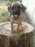 Filhotinhas