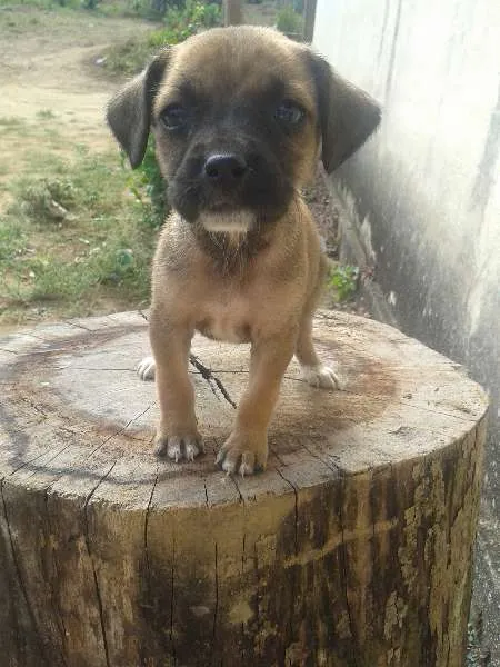 Cachorro ra a SRD idade  nome Filhotinhas