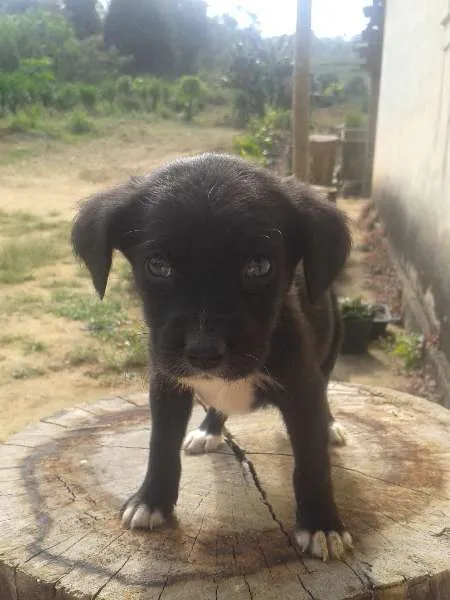 Cachorro ra a SRD idade  nome Filhotinhas