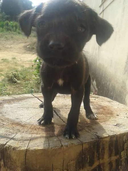 Cachorro ra a SRD idade  nome Filhotinhas