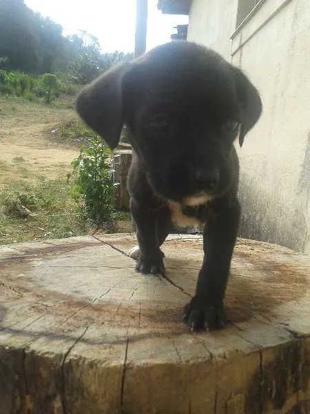 Cachorro ra a SRD idade  nome Filhotinhas