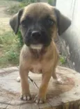 Filhotinhas