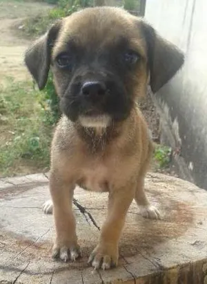 Cachorro raça SRD idade  nome Filhotinhas