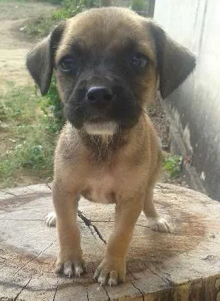 Cachorro ra a SRD idade  nome Filhotinhas