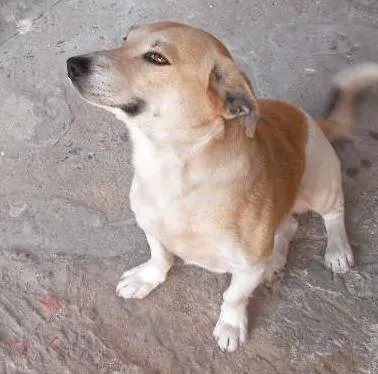 Cachorro ra a Viralata idade 6 ou mais anos nome Zeus