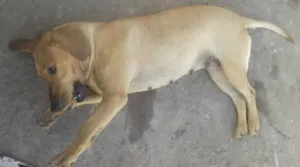 Cachorro raça mestiça a foxhound americano(PERDIQUEIRO) idade 1 ano nome princessa