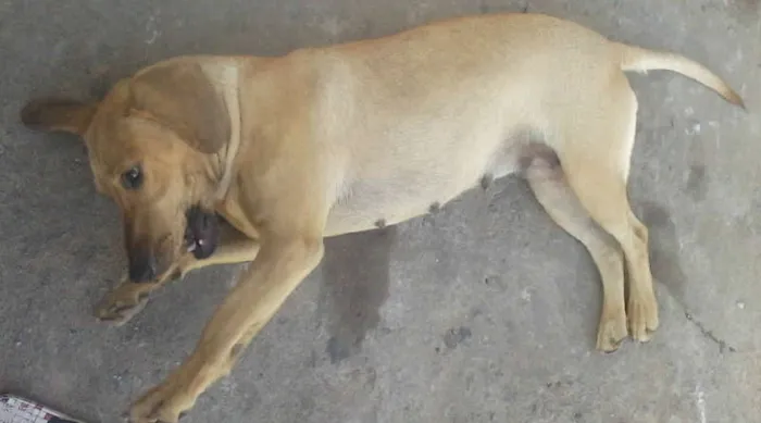 Cachorro raça mestiça a foxhound americano(PERDIQUEIRO) idade 1 ano nome princessa