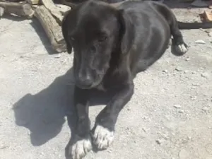 Cachorro raça mestiça a base idade 4 anos nome pretinha