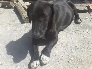 Cachorro raça mestiça a base idade 4 anos nome pretinha