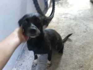 Cachorro raça mestiça a pincher idade 3 anos nome nina