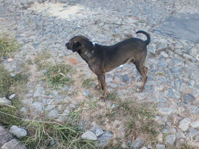 Cachorro raça vira-lata idade 6 ou mais anos nome nick