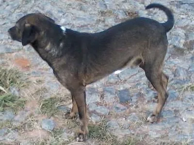 Cachorro raça vira-lata idade 6 ou mais anos nome nick