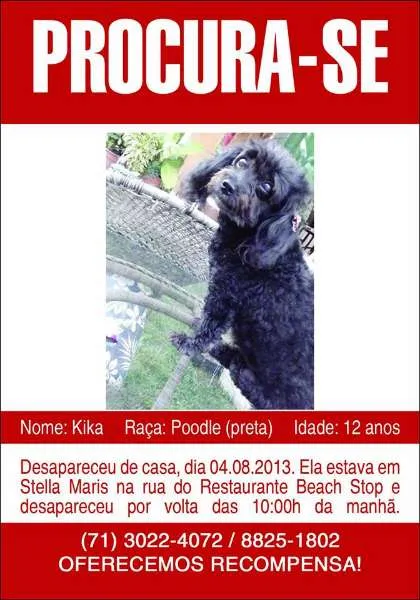 Cachorro ra a Poodle idade 6 ou mais anos nome Kika GRATIFICA