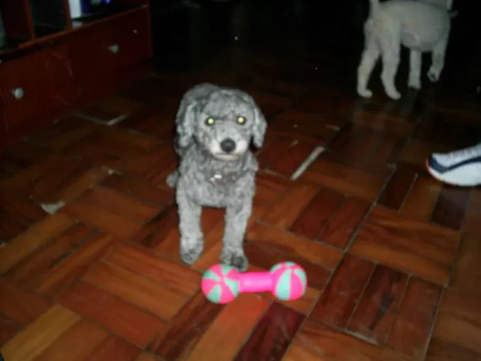 Cachorro ra a Poodle idade 6 ou mais anos nome Bill