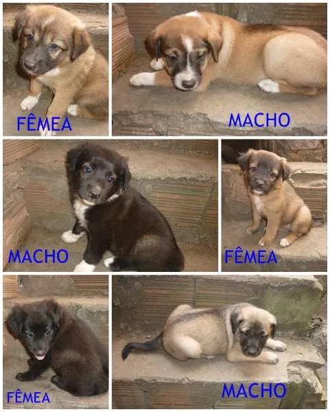 Cachorro raça  idade Abaixo de 2 meses nome sem nome
